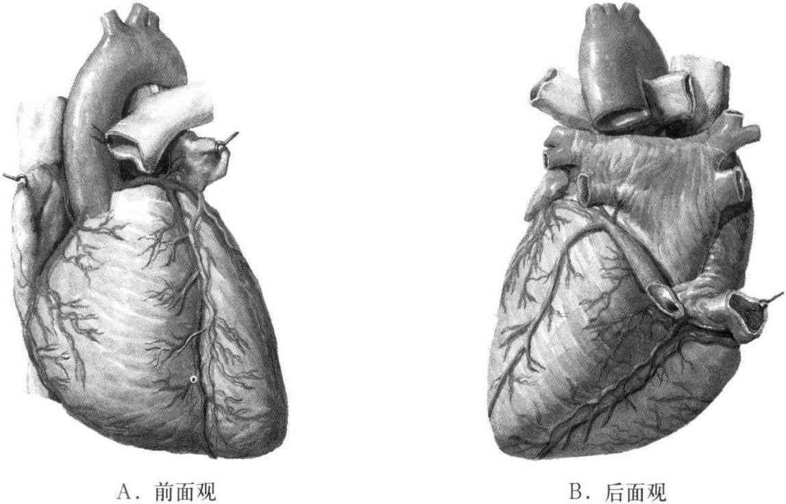 一、心臟的位置、外形和毗鄰(圖2-1-1)